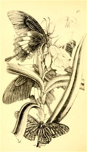 n445_w1150