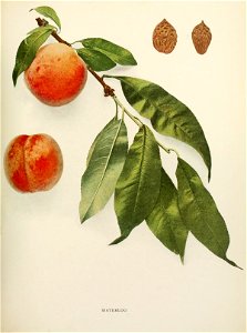 n482_w1150