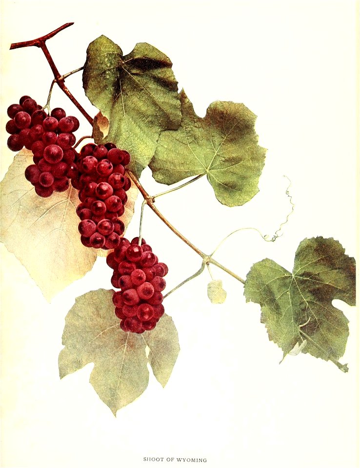 n194_w1150