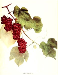 n194_w1150