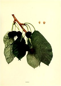 n190_w1150
