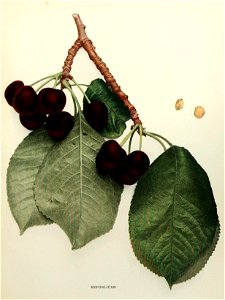 n292_w1150