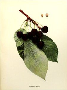 n156_w1150