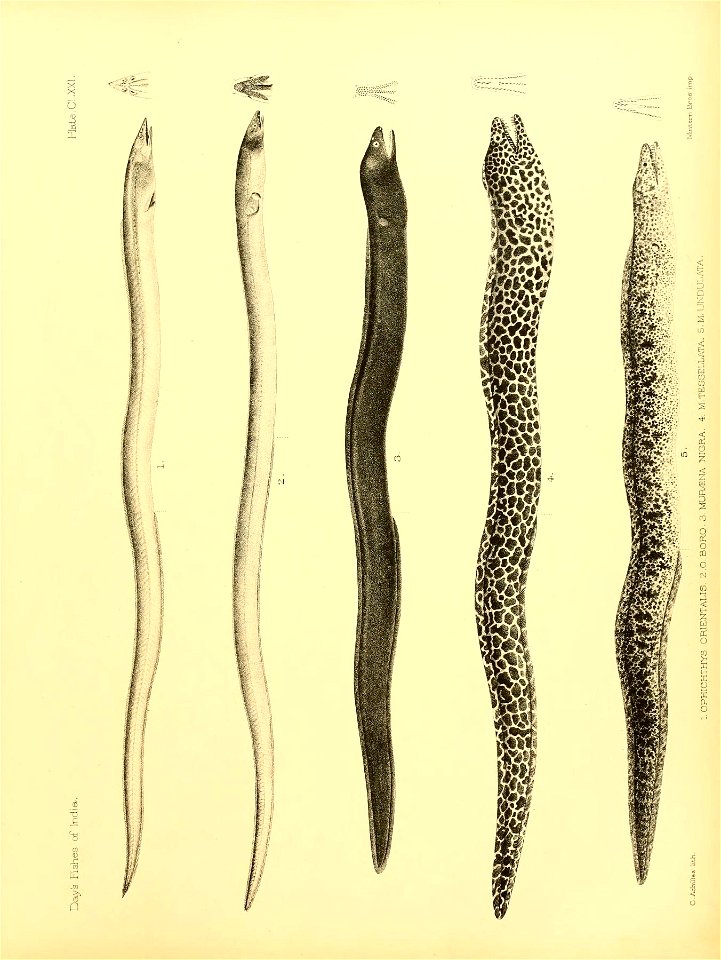 n358_w1150