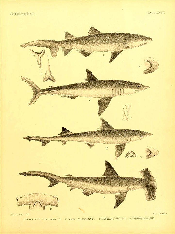 n388_w1150