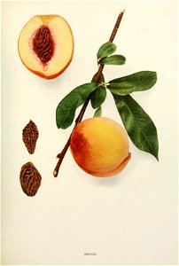 n448_w1150