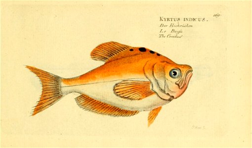 n336_w1150