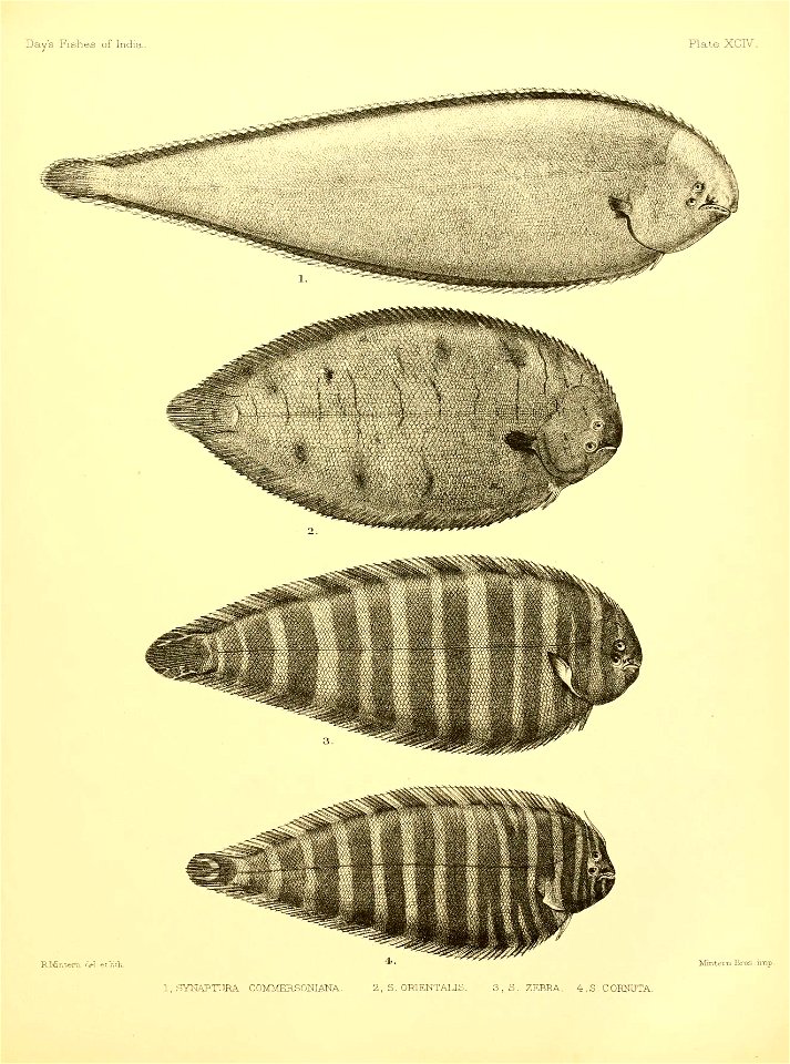 n206_w1150