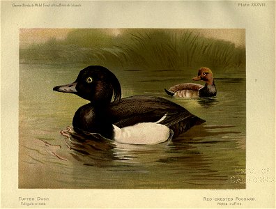 n506_w1150