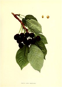 n108_w1150