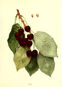 n262_w1150