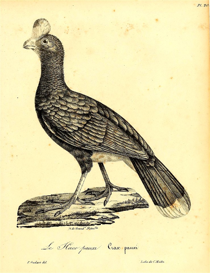 n262_w1150