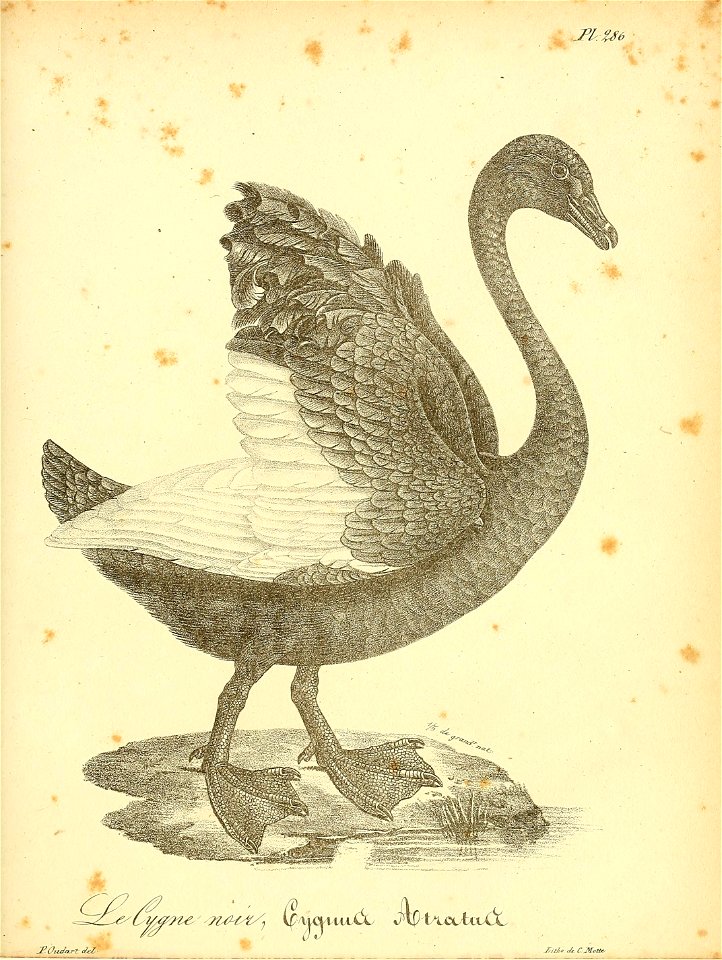 n436_w1150