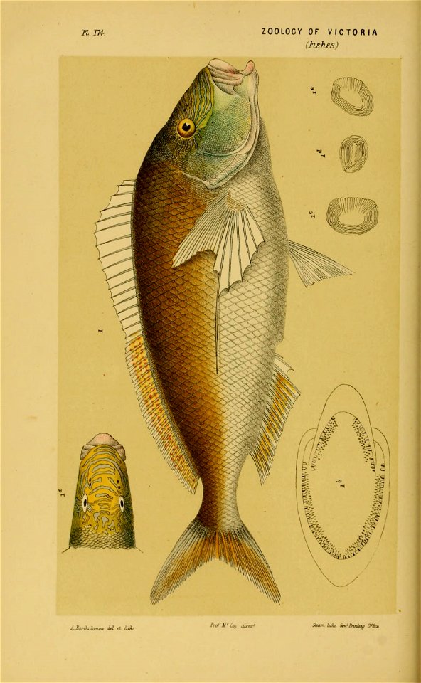 n175_w1150