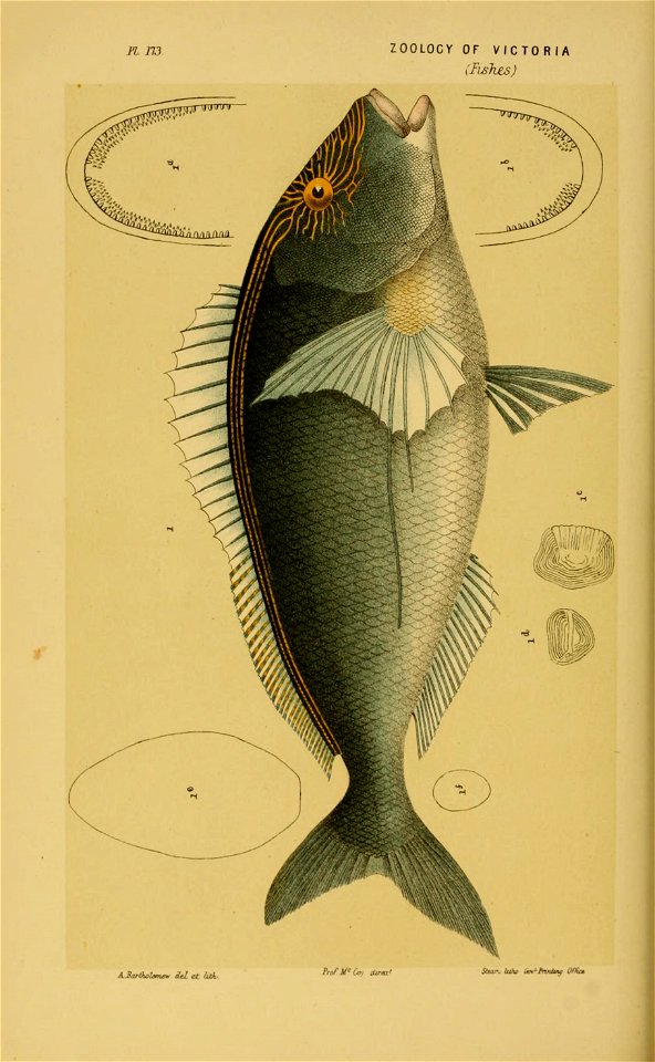 n173_w1150
