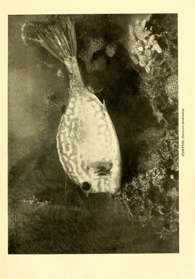 n694_w1150