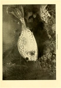 n694_w1150