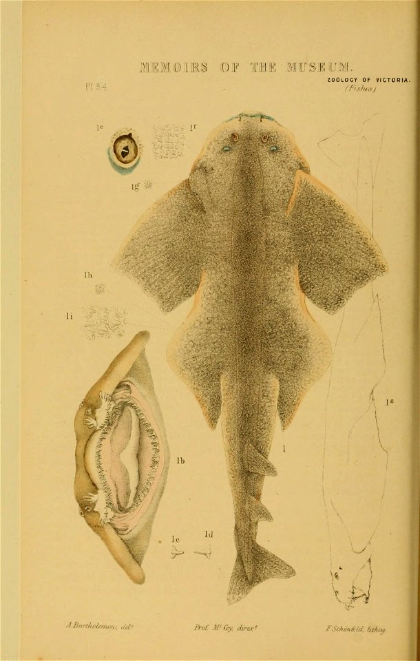 n251_w1150