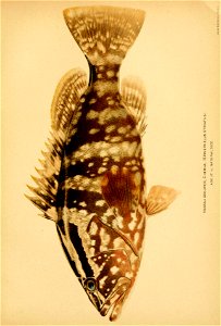 n530_w1150