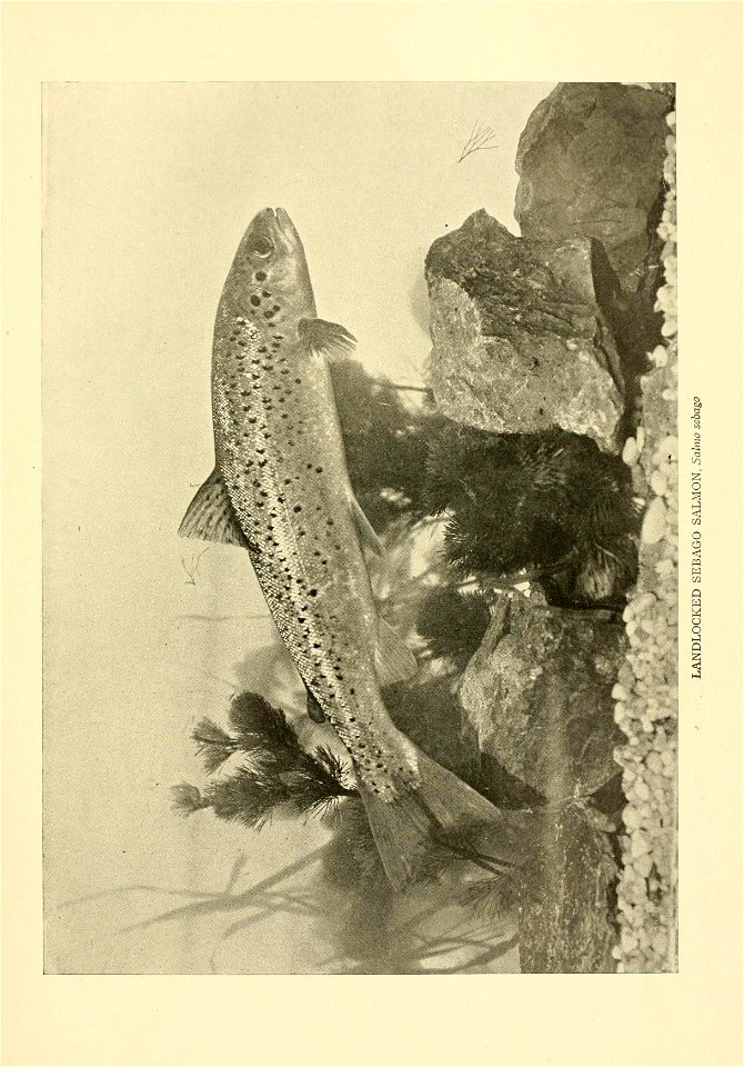 n250_w1150