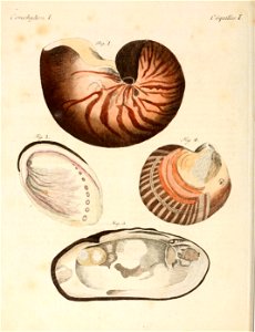 n123_w1150