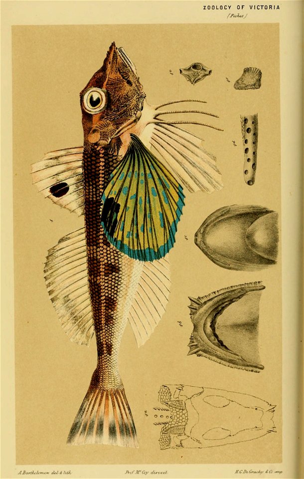 n39_w1150