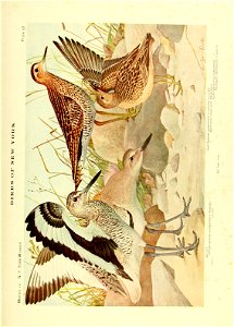 n868_w1150