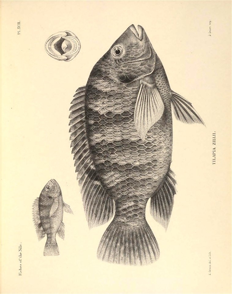 n258_w1150