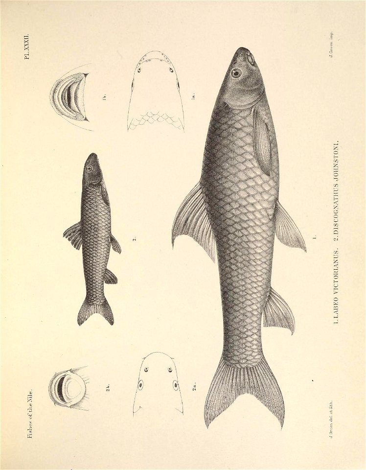n106_w1150