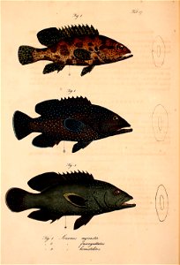 n561_w1150