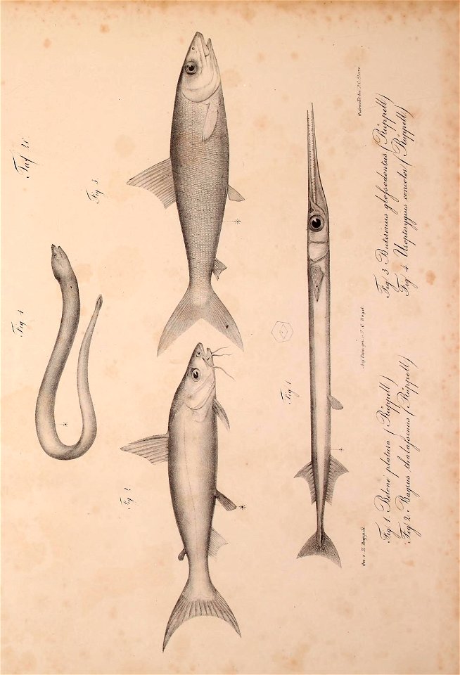 n502_w1150