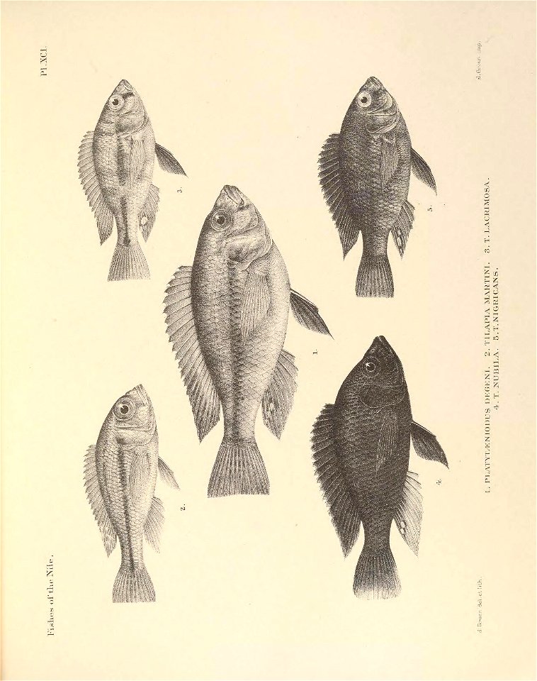 n256_w1150