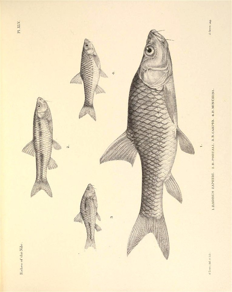 n136_w1150