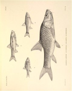 n136_w1150