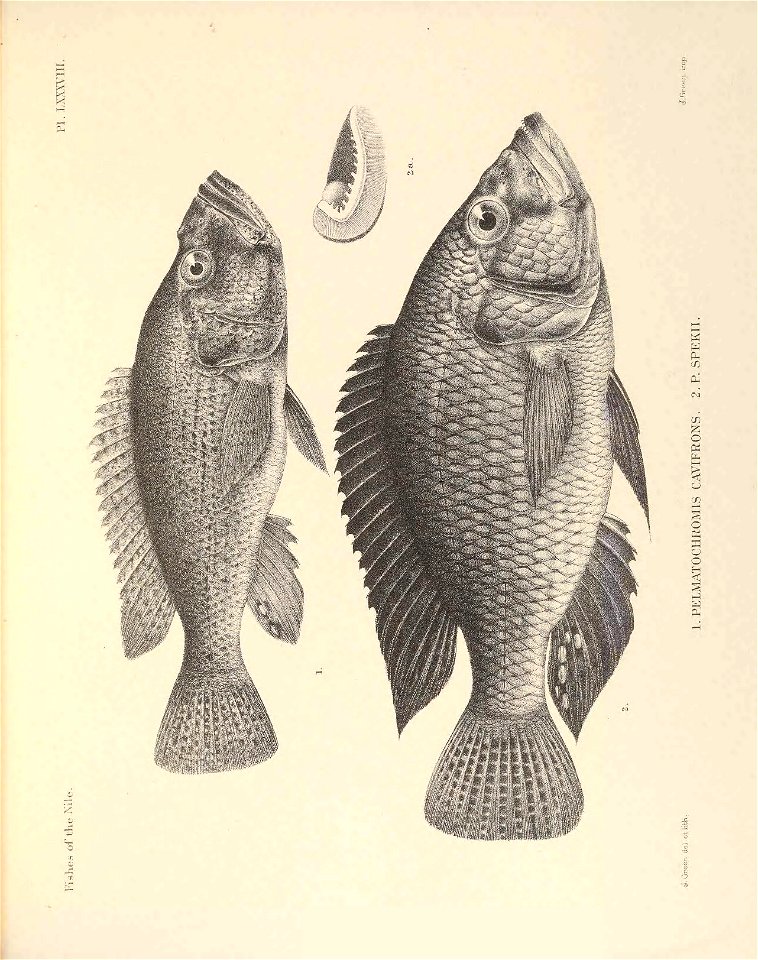 n250_w1150