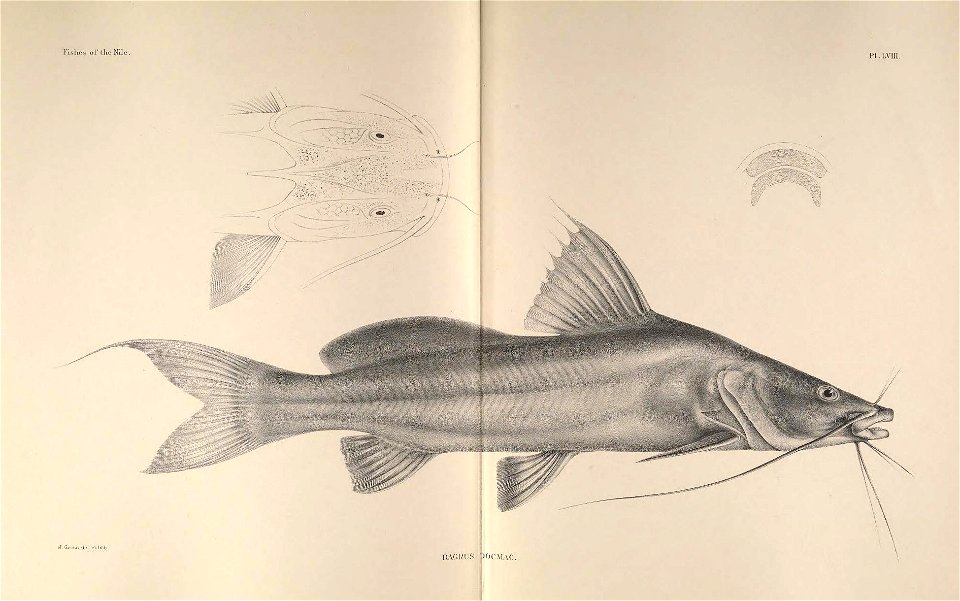 n176_w1150
