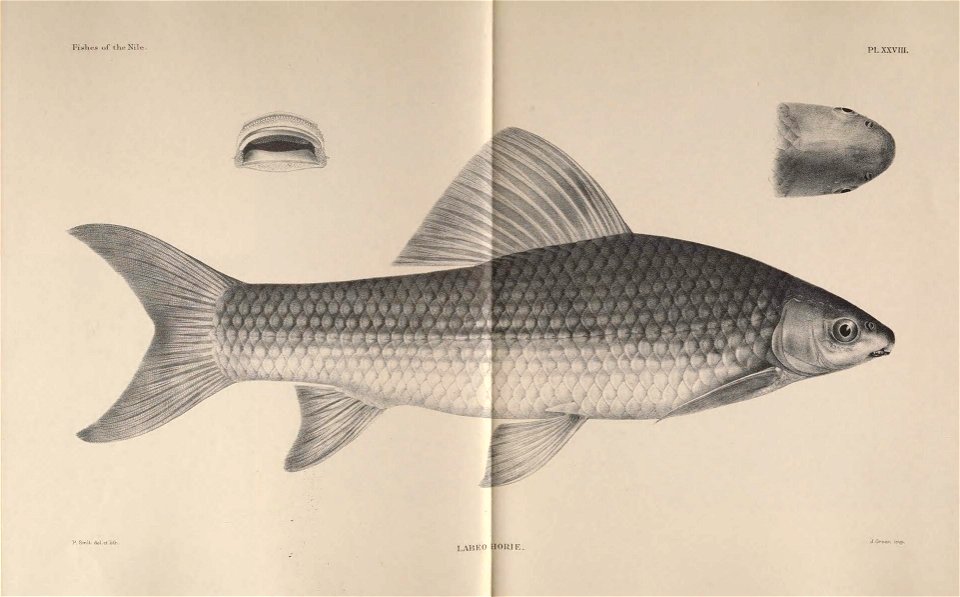 n98_w1150