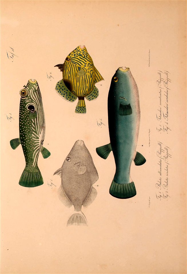 n494_w1150