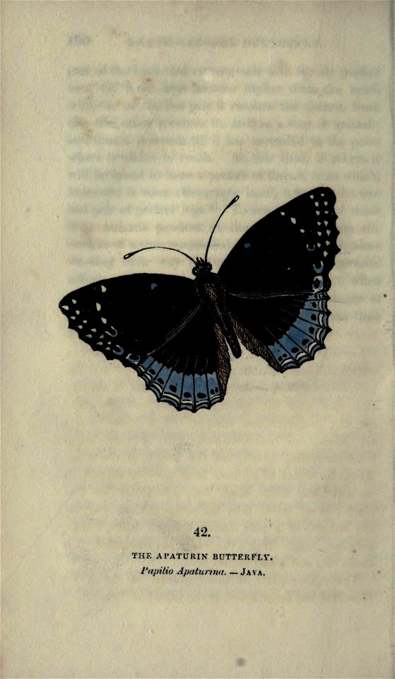 n293_w1150