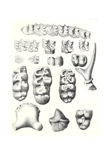 n530_w1150