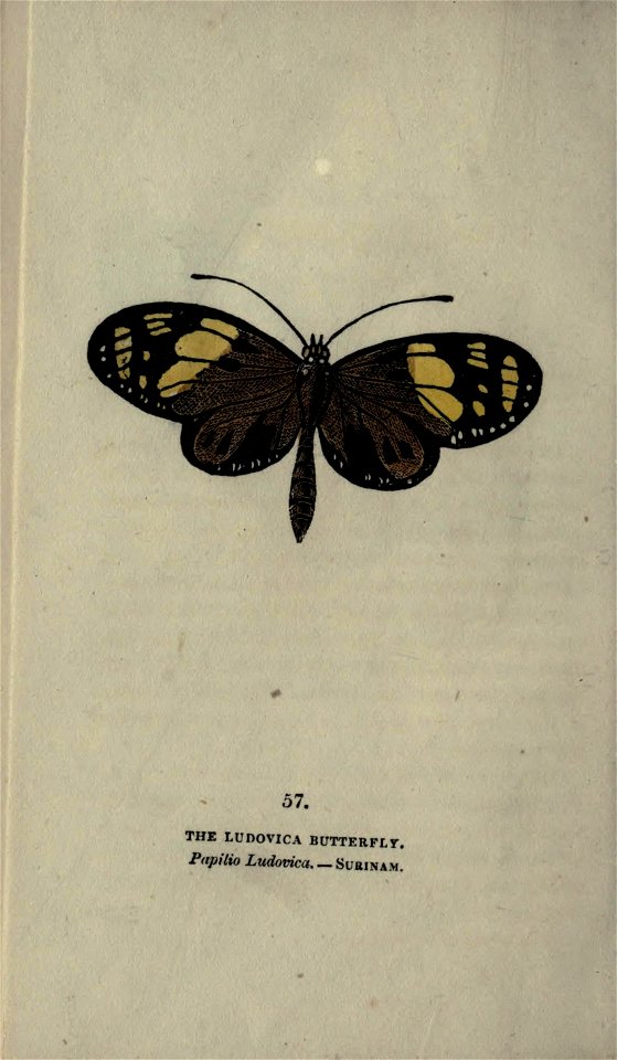n343_w1150