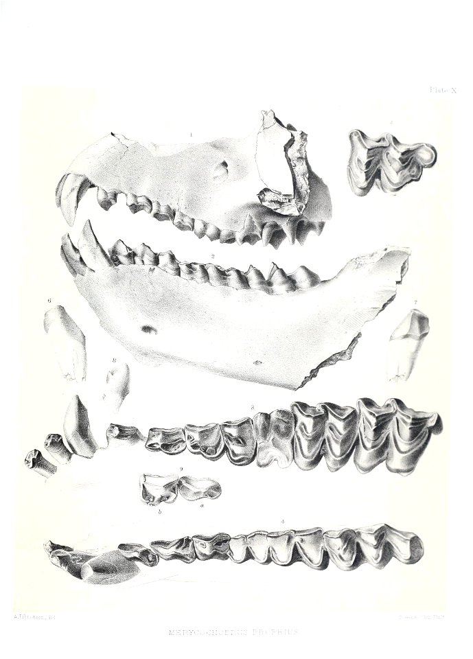 n496_w1150
