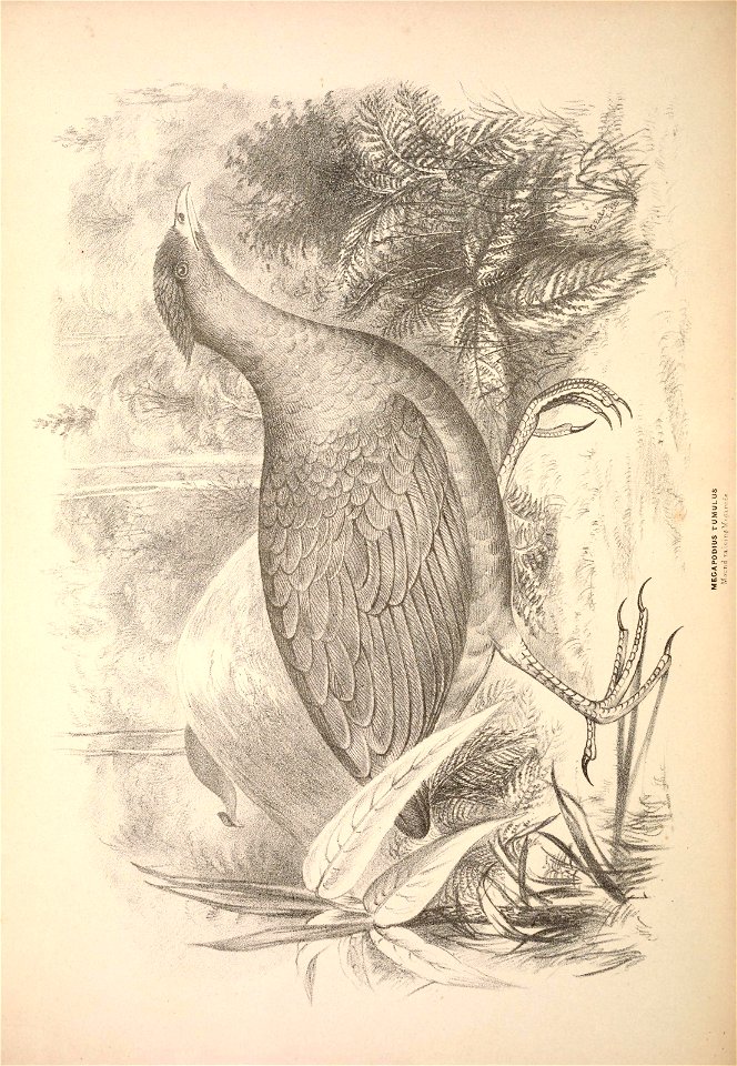 n335_w1150