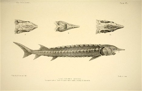 n306_w1150