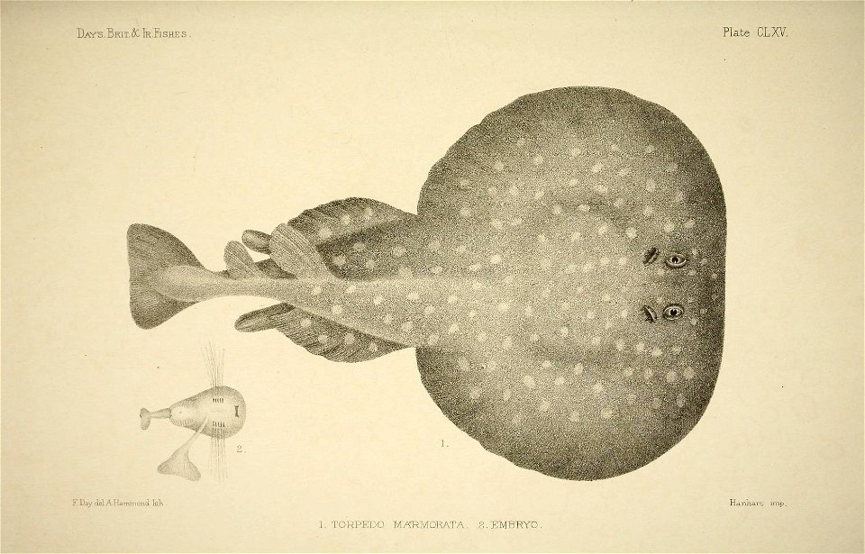 n336_w1150