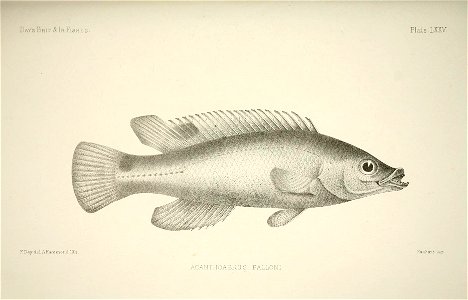 n156_w1150