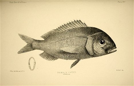 n36_w1150