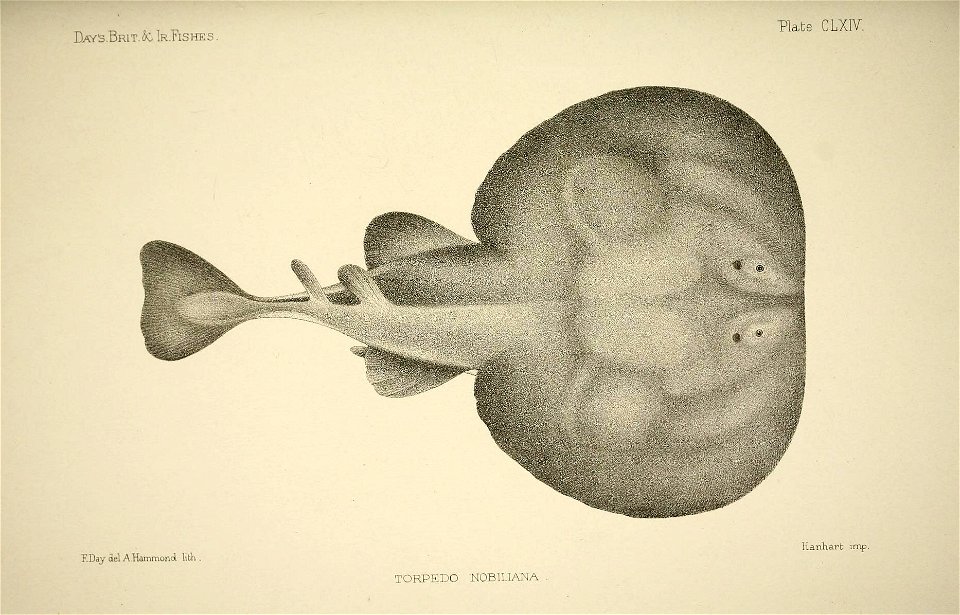 n334_w1150
