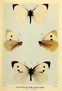 n56_w1150