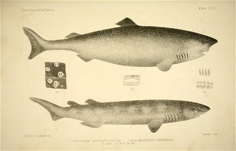 n330_w1150